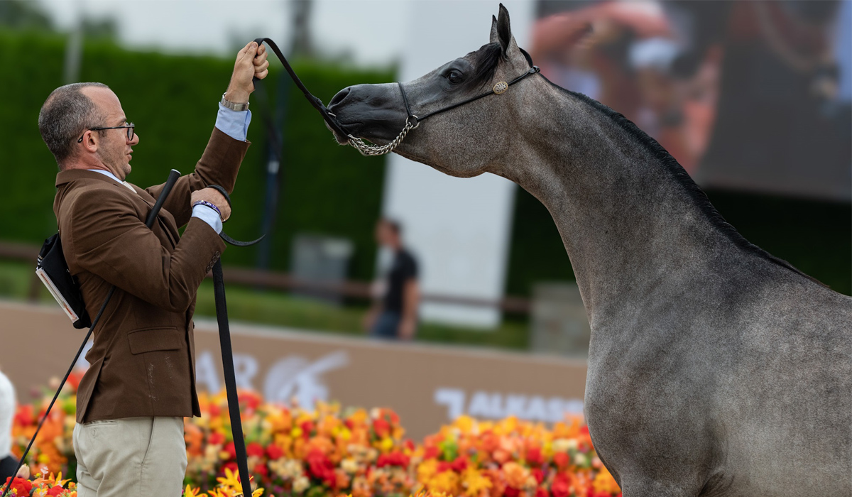 Al Shaqab Horses Shine in Arabians Tour in the Netherlands